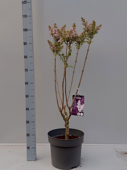 <h4>SYRI V LAVALIENSIS</h4>