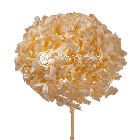 <h4>Pr 2.1 Hydrangea Cha99</h4>