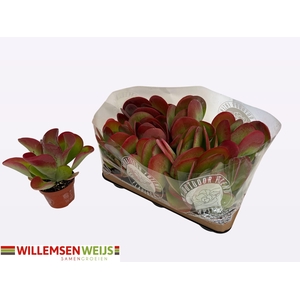 KALANCHOE THYRSIFL