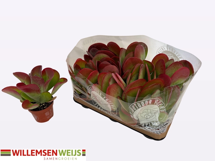<h4>KALANCHOE THYRSIFL</h4>
