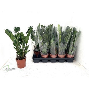 Zamio Zamiifolia 4 Branche 45cm