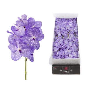 Vanda Angelite X16