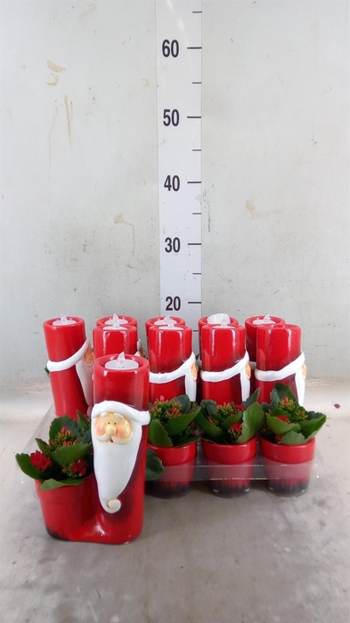 <h4>Kalanchoe   ...mini</h4>