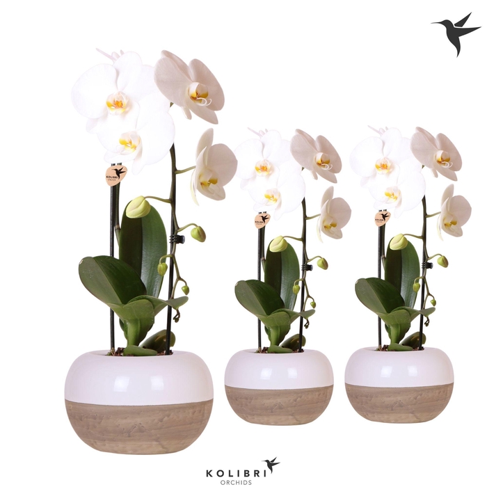 <h4>Kolibri Orchids Phalaenopsis Cascade Niagara Fall white 1 spike in Coconut pot</h4>