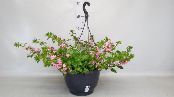 <h4>Scaevola aemula 'Surdiva Fash Pink'</h4>