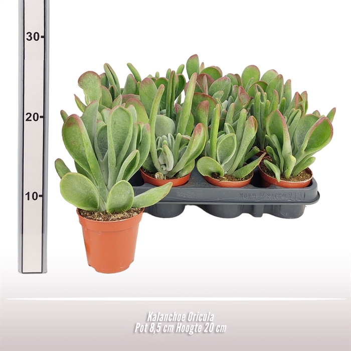 <h4>Kalanchoe Oricula</h4>