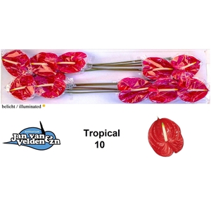 Anth A Tropical