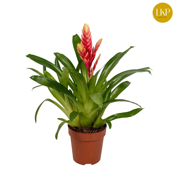 <h4>Vriesea Madonna Roze (Met Hoes)</h4>