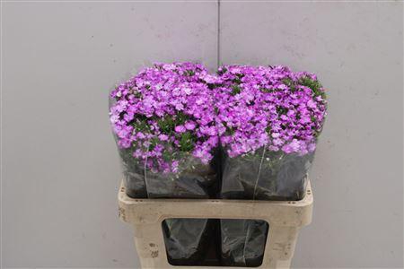 <h4>Di Barb Am Lavendel</h4>