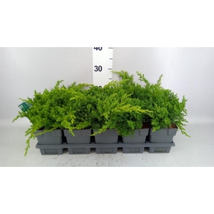 Juniperus procumbens 'Nana'
