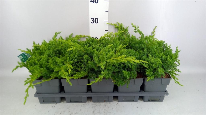 <h4>Juniperus procumbens 'Nana'</h4>