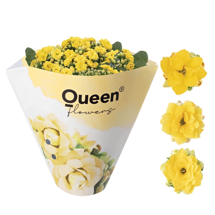 <h4>Kalanchoe gevuld Rose Flowers Ruth</h4>