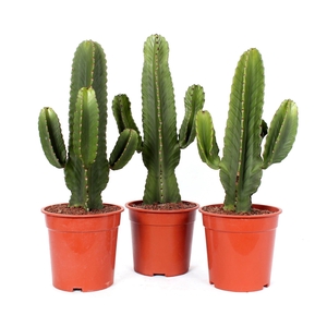 Euphorbia ingens