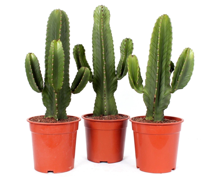 <h4>Euphorbia ingens</h4>