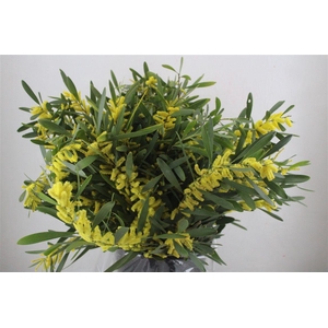 Mimosa Rups P Bunch