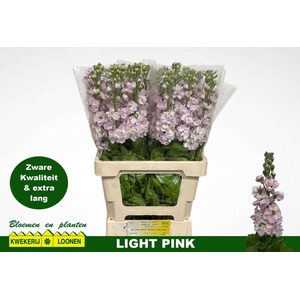 MATTH MILLA LIGHT PI