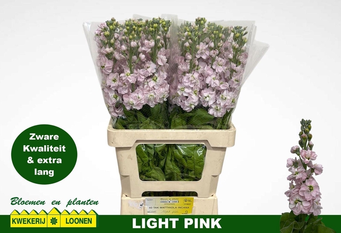 <h4>MATTH MILLA LIGHT PI</h4>