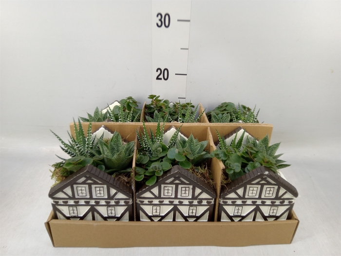 <h4>Arr.   Kamerplant Groen L%</h4>