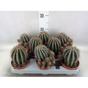 Cactus   ...