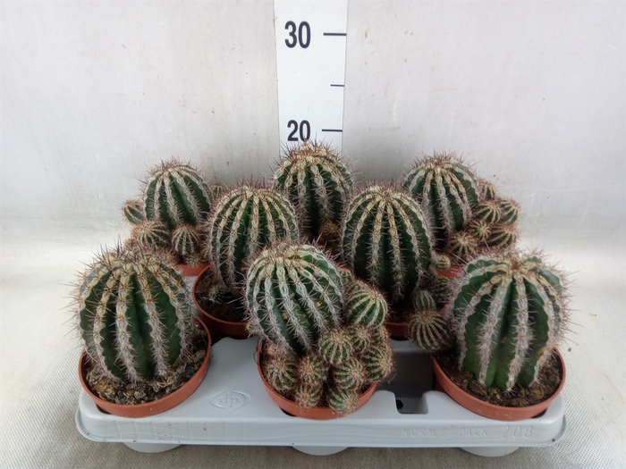 <h4>Cactus   ...</h4>