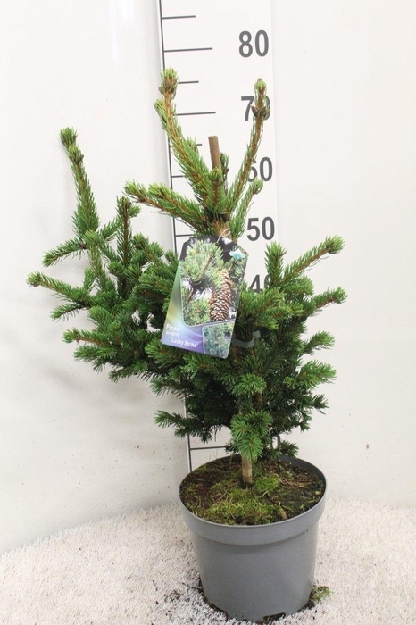 <h4>Picea pungens 'Lucky Strike' P23 potgekweekt</h4>