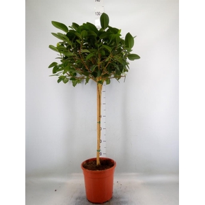 Ficus   ...