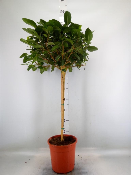 <h4>Ficus   ...</h4>