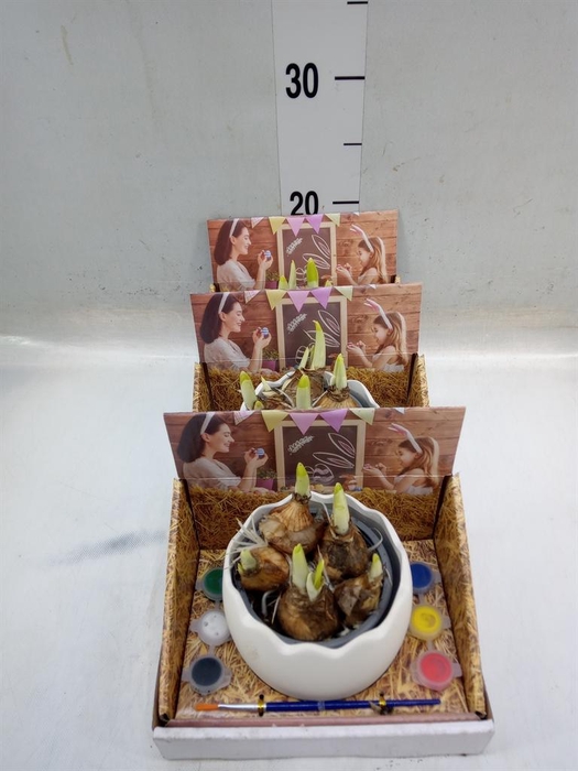 <h4>Arr.  Narcissus Tete Tete L%</h4>