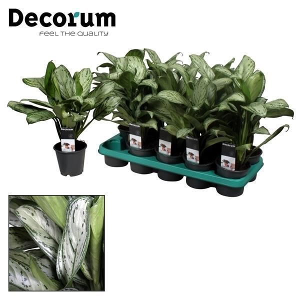 <h4>Aglaonema Maria Christina (Decorum)</h4>