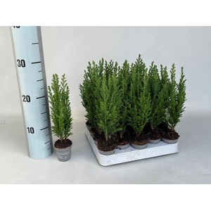 Cham L Ellwoodii P5.5