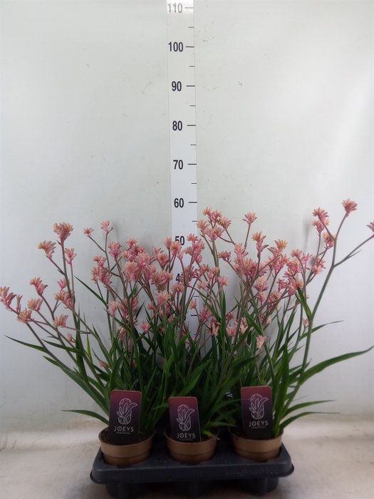 <h4>Anigozanthos   ...</h4>