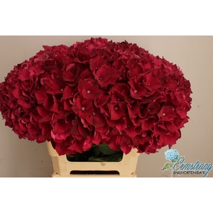HYDR M MAG RUBYRED