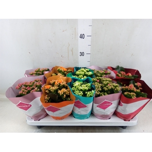 Kalanchoe blos. 'Perfecta'  ..mix 5