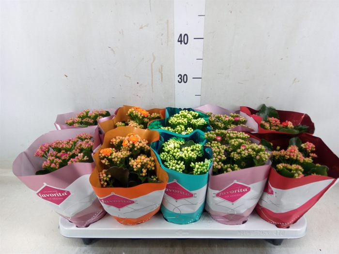 <h4>Kalanchoe blos. 'Perfecta'  ..mix 5</h4>