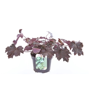 Heuchera micr. Palace Purple