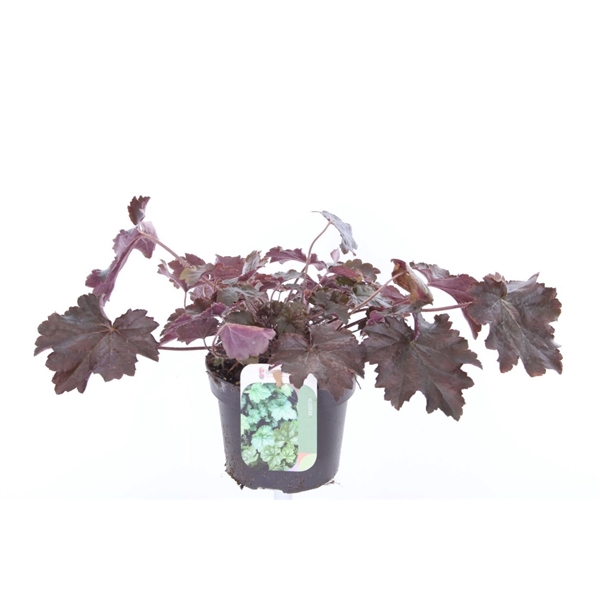 <h4>Heuchera micr. Palace Purple</h4>