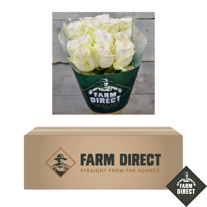 <h4>R GR WHITE O HARA (BOX)</h4>