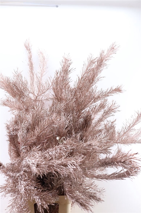 <h4>Pinus Alaska Paint Champagne 130cm Stem</h4>