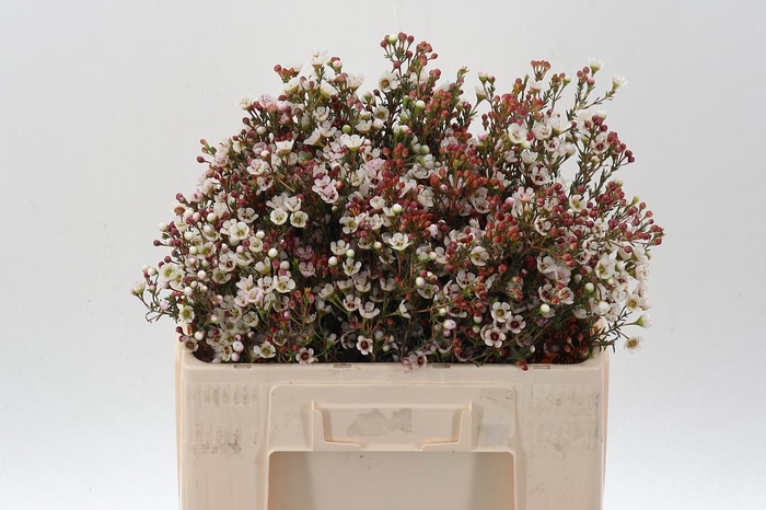 <h4>Chame Mi Liron</h4>