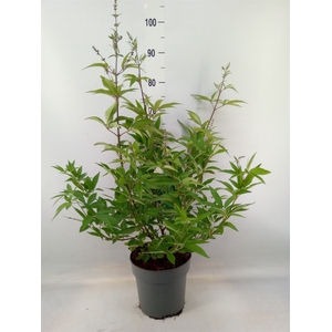 Vitex agnus-castus