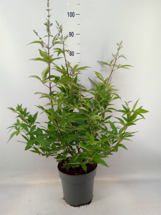 <h4>Vitex agnus-castus</h4>
