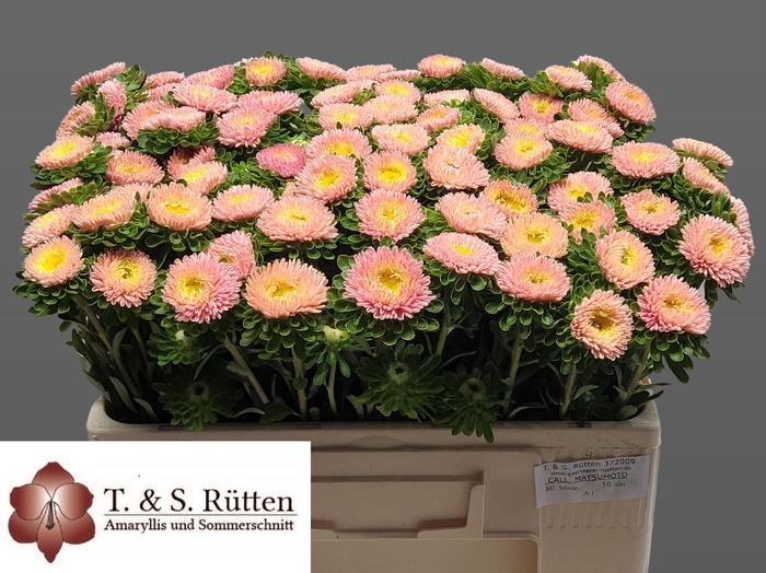 <h4>Callis Mats Abrikoos Ruetten</h4>
