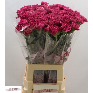 DI ST MISS BEAUTIFUL