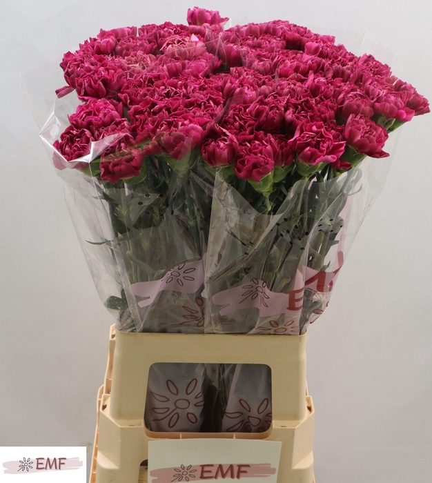 <h4>DI ST MISS BEAUTIFUL</h4>