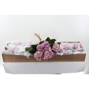 Hydr Classic Lavender Sel Box