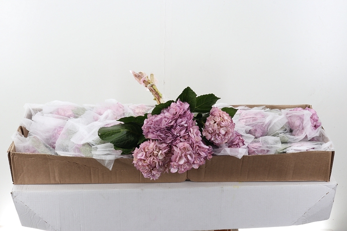 <h4>Hydr Classic Lavender Sel Box</h4>