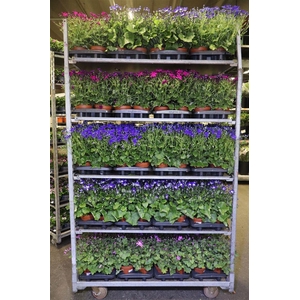 Peri C Pop! Mixk 1 Kleur Per Tray