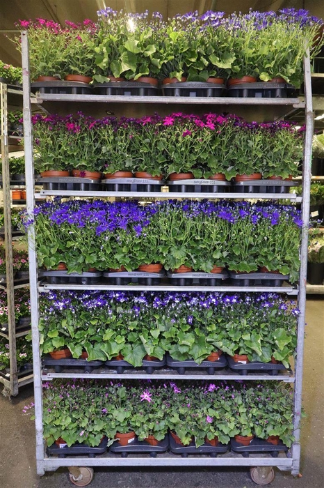 <h4>Peri C Pop! Mixk 1 Kleur Per Tray</h4>