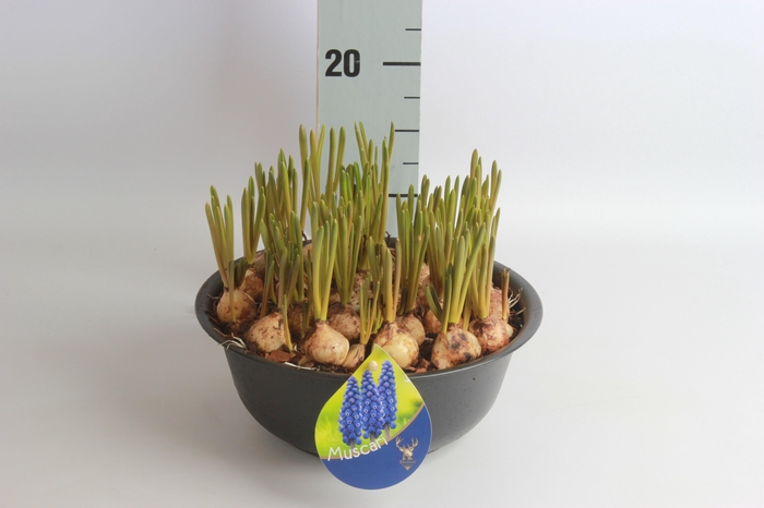 <h4>ARR MUSCARI</h4>