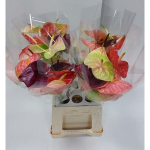 Anthurium mix Premium